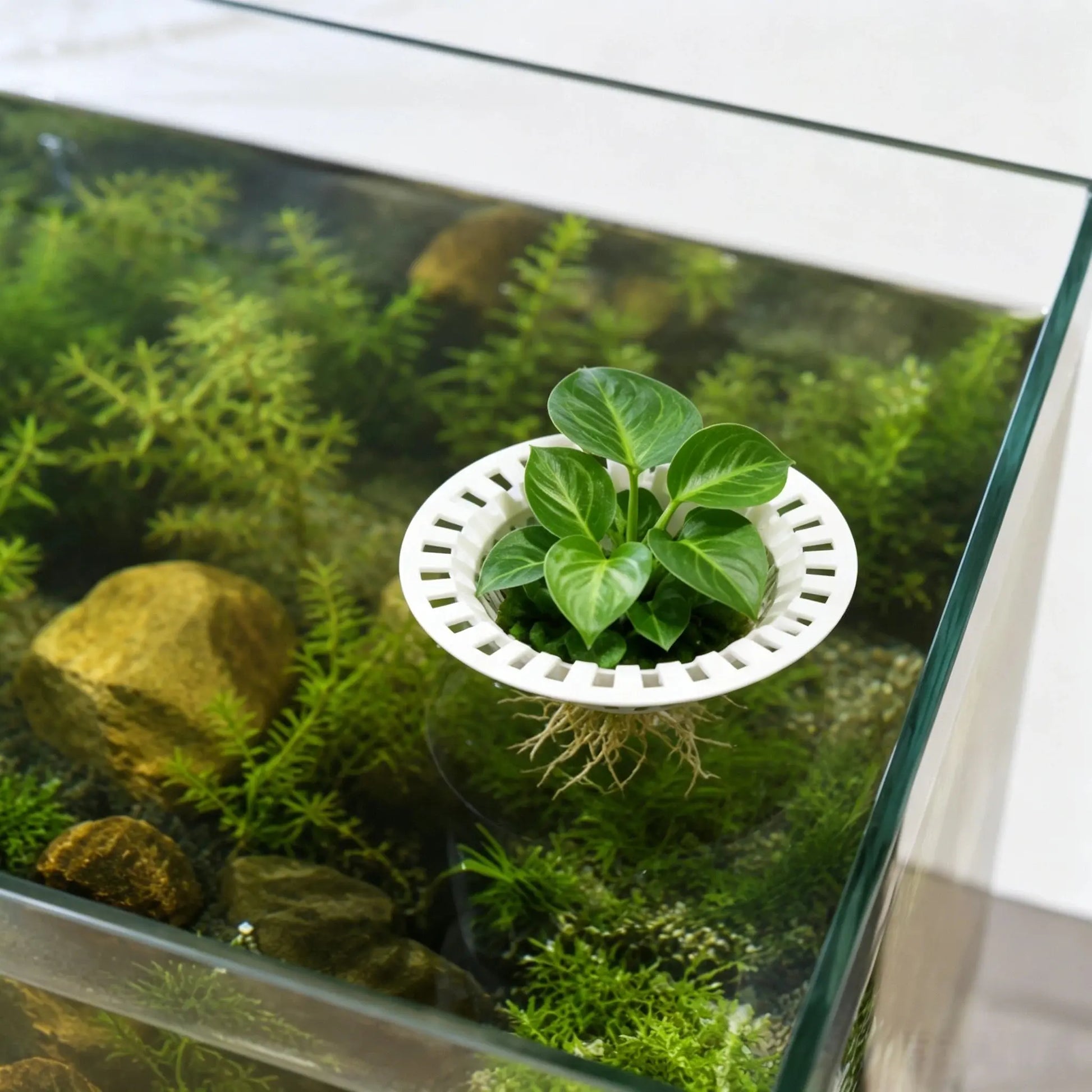 Fish Tank Hydroponic Floating Planter Basket, Floating Design, Soil-Free Greenery Fixer, Aquarium Plant Float Stand, 3D Printed Pla, Water Purification, Aquatic Plants, Lightweight